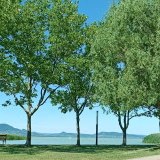 Mester Péter