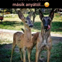 🤣
