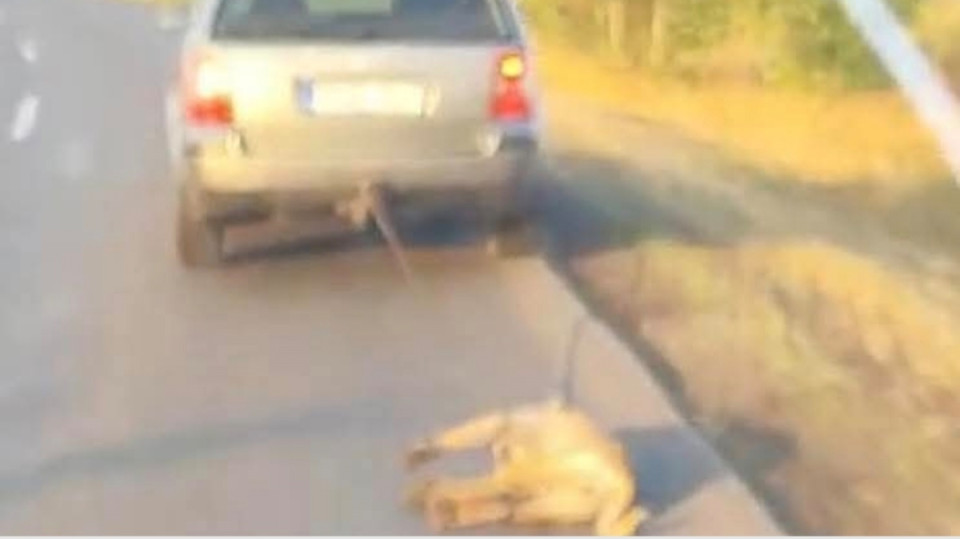 MAGYARORSZÁG MI A FASZ VAN VELED MOND CSAK..."A körülményeket figyelembe véve az ügyészség elfogadta a vádlott azon állítását, miszerint véletlenül húzta maga után a kutyát a közúton és nem vette észre, hogy nem engedte el reggel.Az ügyészség az állatkínzás bűncselekményét abban a tényben látja megvalósítottnak, hogy a férfi nem vitte el állatorvoshoz és még csak ki sem hívta azt, hogy szakszerű ellátást kaphasson szerencsétlen eb. Ezért az ügyészség felfüggesztett börtönbüntetés kiszabását kéri a férfira. A bíróság végül állatkínzás vétségében bűnösnek találta a tiszaalpári férfit. Büntetésként 425 ezer forintos pénzbírságot szabott ki rá. A bíróság indoklása szerint a nyugdíjas elkövető nem szándékosan húzta kocsija után a kutyát, viszont állatorvoshoz nem vitte, ezáltal a súlyosan megsérült állat életét kockáztatta."🚫Ma az állatvédelem megbukott🚫Az állatok jogait ma sárba tiporták‼️Hát nem hagytatok más választást, ezentúl csináljuk majd másképp🤷🏻‍♂️Ne haragudj Rozi😔❤️