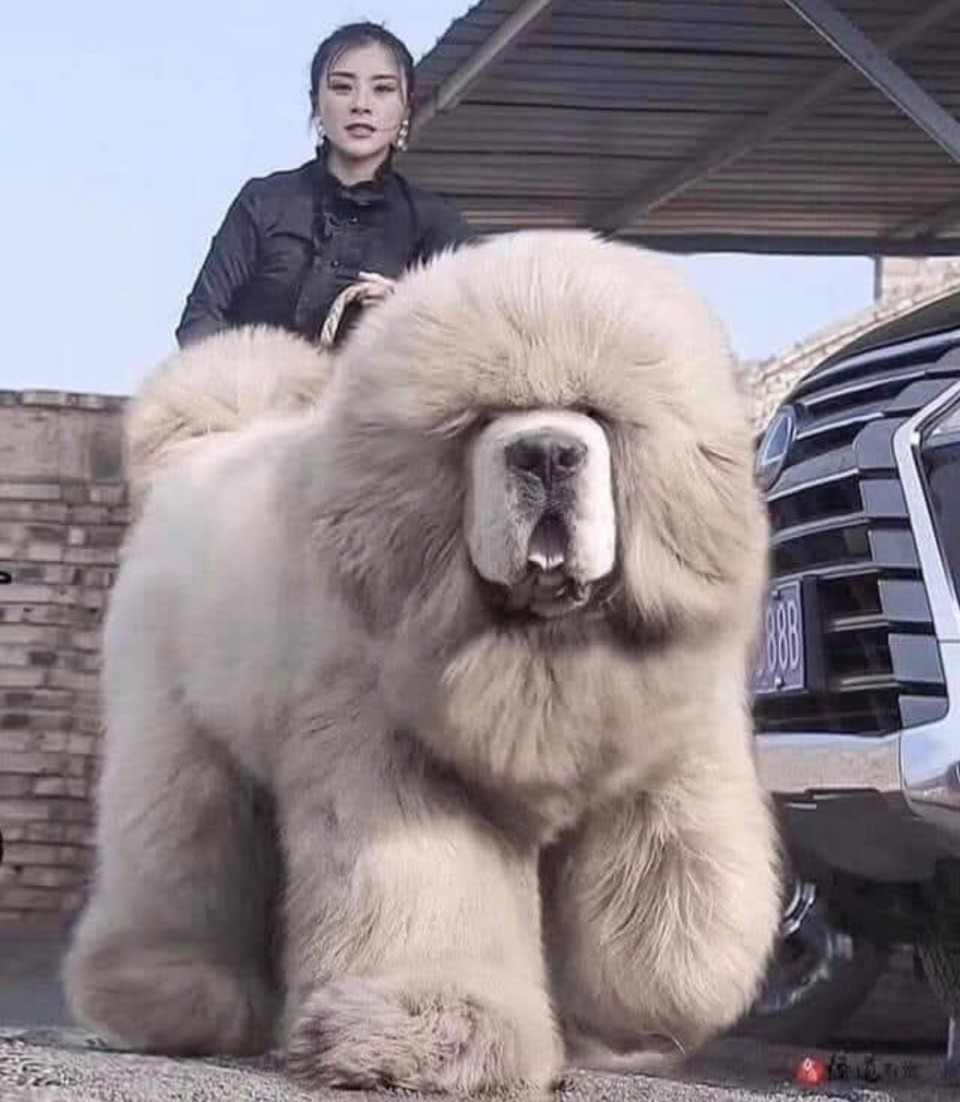 Tibeti masztiff.   A lenyűgöző óriás.