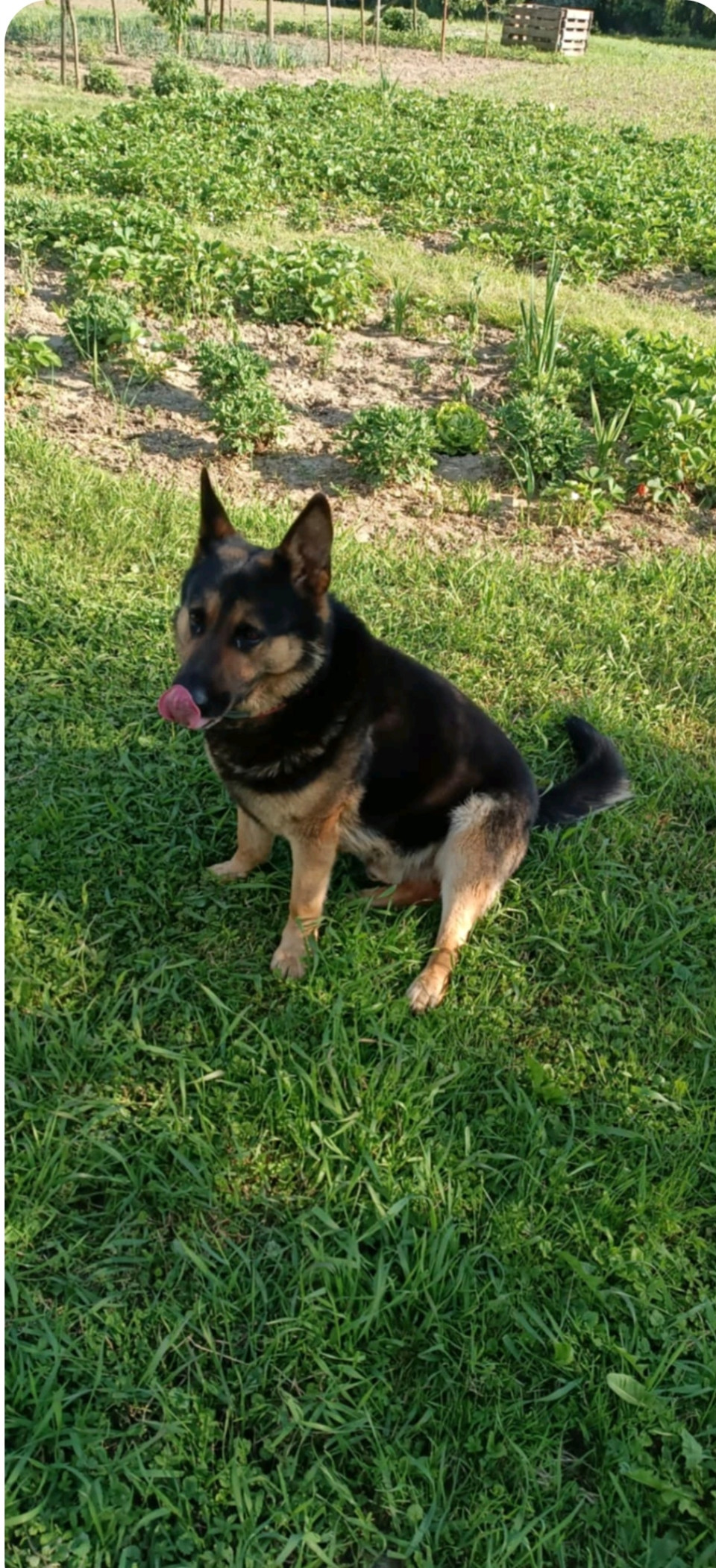 Ákoska🐕‍🦺