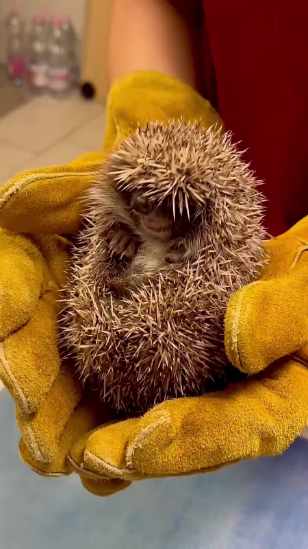 Sündörgésre fel! 🦔