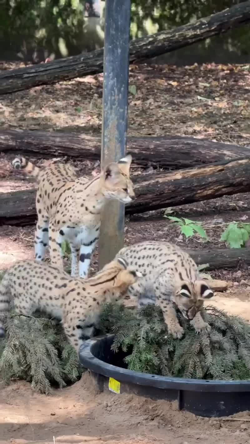 KalandoZoo 🫶