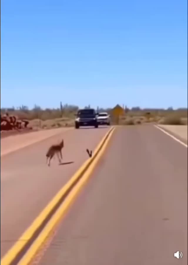 Kengyelfutó gyalogkakukk😂😂