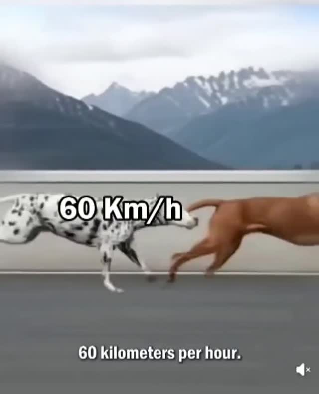 Ez már gyorshajtás🚔👮