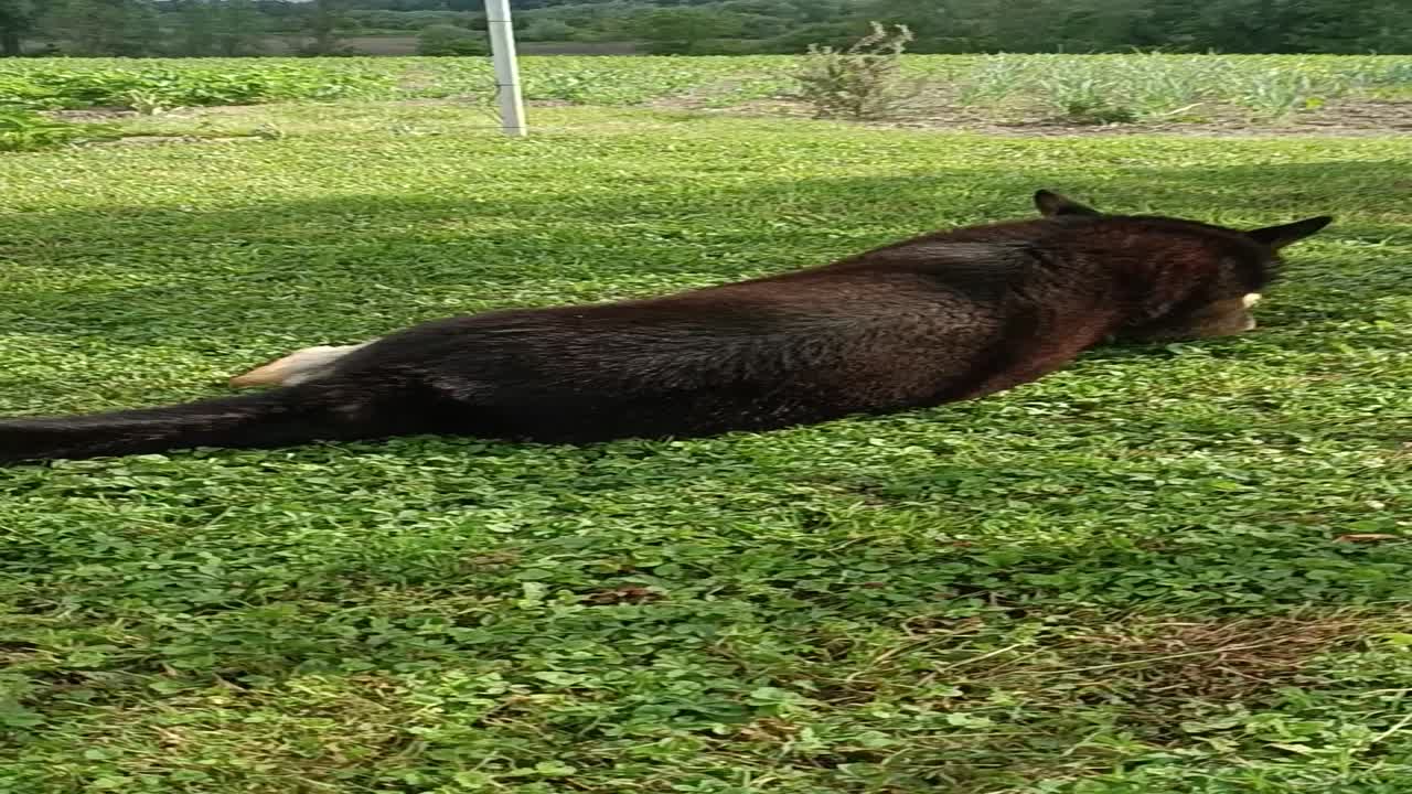 Hú!
