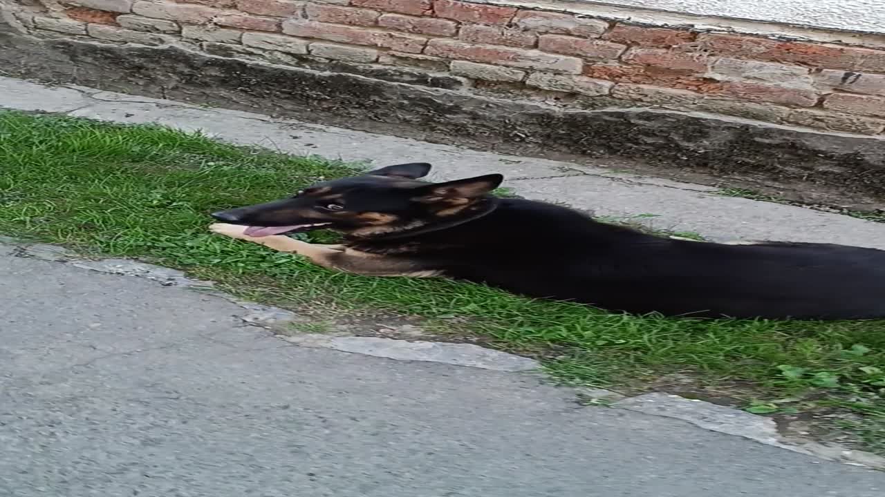 Felügyelő 🐾