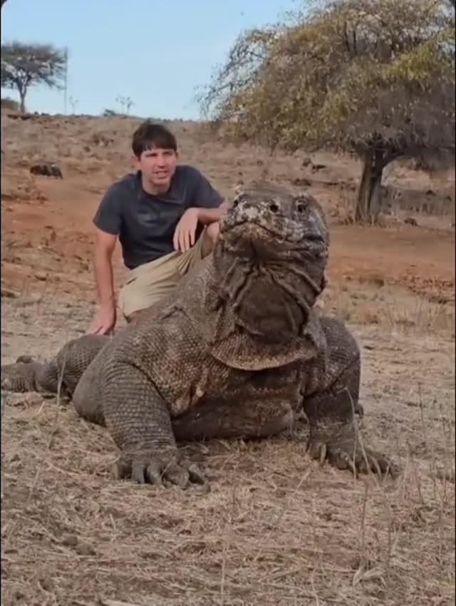 Komodo Dragon😱