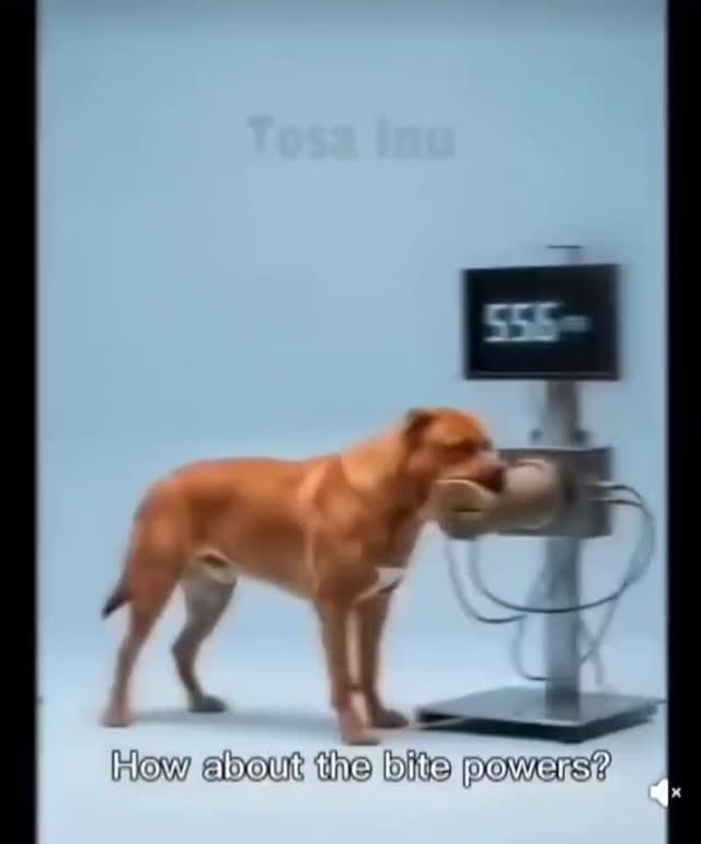 A harapás erősség😱