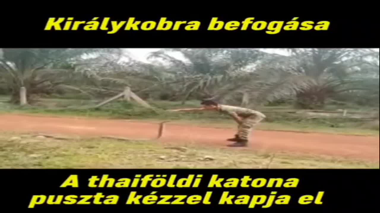 Királykobra befogása😱