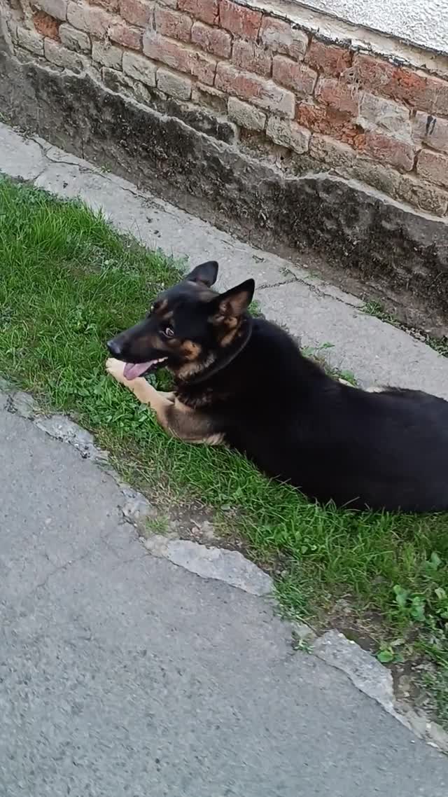 Áki nézelődik, felügyeli a forgalmat és szükség esetén természetesen azonnal intézkedik