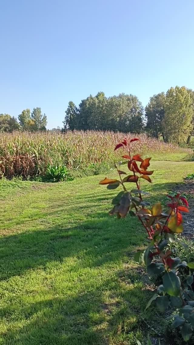 Őszi fagy utáni tájkép, aratásra vár még a kukorica.
